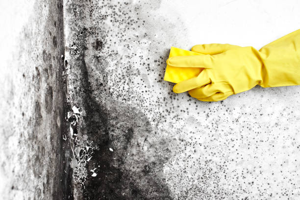 Best Post-Construction Mold Inspection  in Oregon, OH