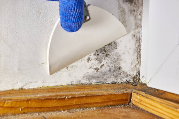 Best Black Mold Removal  in Oregon, OH